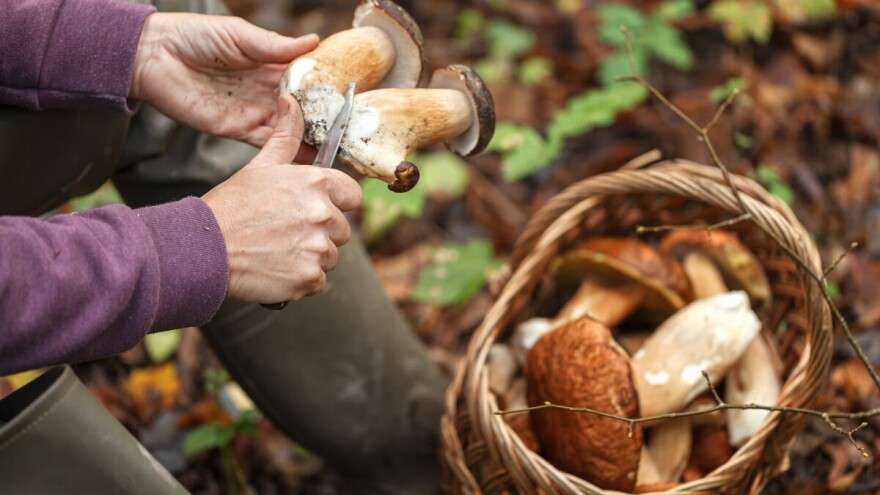 Od kralja šume do zarade: Počeo otkup vrganja, ovo su cijene