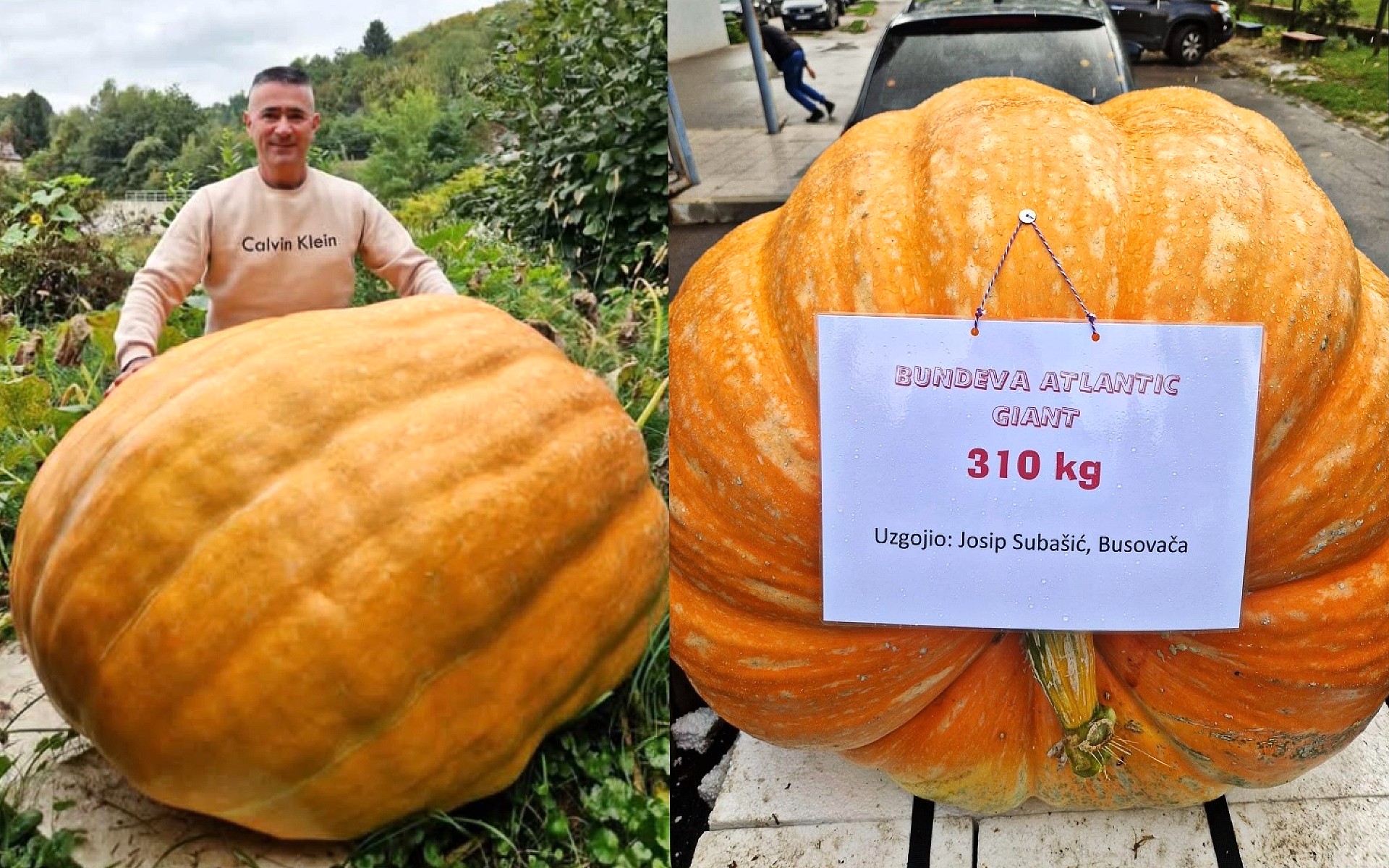 Rekordna tikva iz Busovače: Subašić uzgojio čudo od 310 kilograma