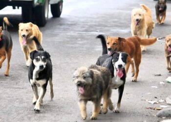 Za napuštanje kućnog ljubimca kazne do 1.500 KM