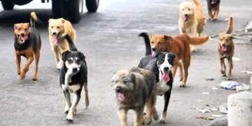 Za napuštanje kućnog ljubimca kazne do 1.500 KM