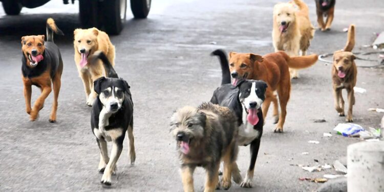 Za napuštanje kućnog ljubimca kazne do 1.500 KM