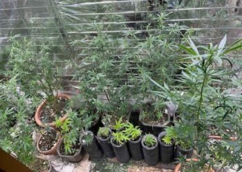 Policija u Žepču pronašla laboratoriju za uzgoj indijske konoplje