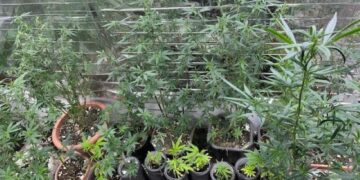 Policija u Žepču pronašla laboratoriju za uzgoj indijske konoplje