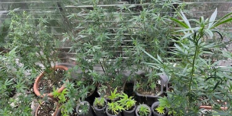 Policija u Žepču pronašla laboratoriju za uzgoj indijske konoplje