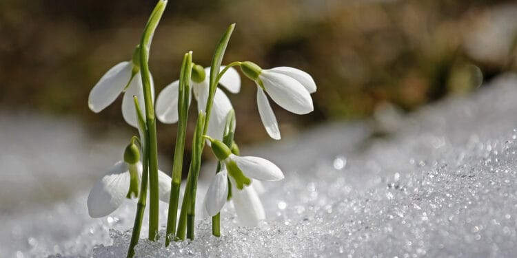 Džemre i dolazak proljeća: Šta kažu narodni kalendari za 2026. godinu?