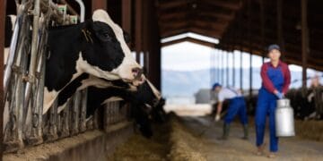 Poljoprivrednici u FBiH traže zabranu uvoza mlijeka