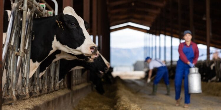 Poljoprivrednici u FBiH traže zabranu uvoza mlijeka