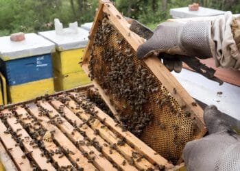 Mart je ključan za pčelare: Evo što provjeriti nakon zime