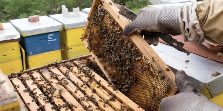 Mart je ključan za pčelare: Evo što provjeriti nakon zime